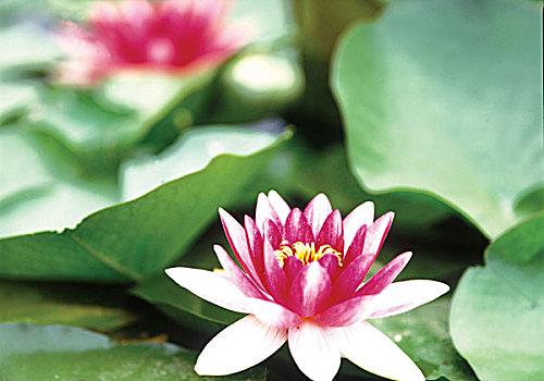 soi cau lo de rong bach kim