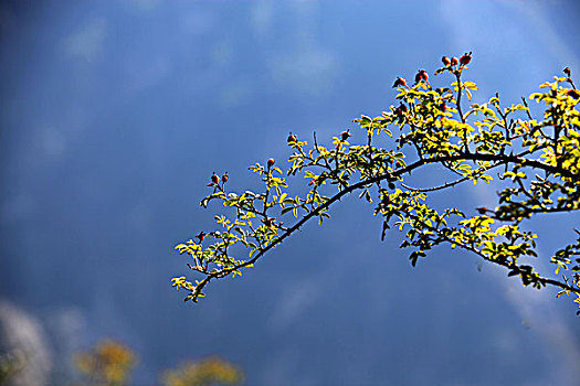 bạch thủ xsmb