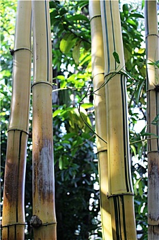 dự đoán xổ số cần thơ hôm nay