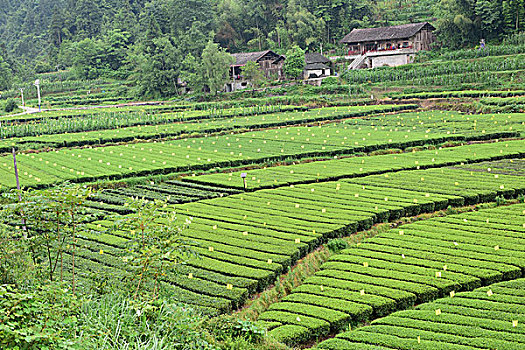 xổ số hcm