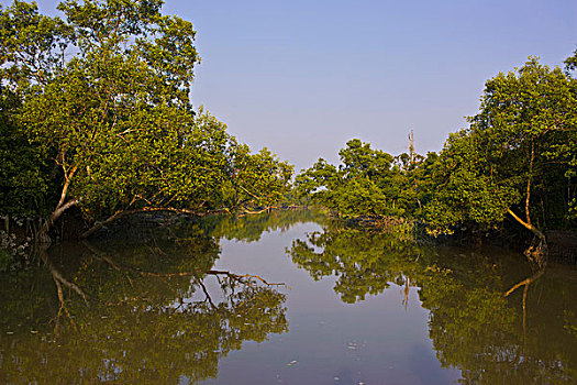 cau bach thu mien phi