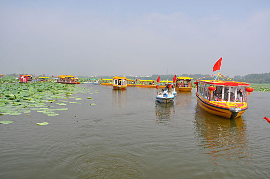 lô bạch thu khung 2 ngày